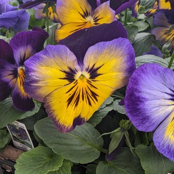 Sauder's Nursery - Spring flowers are in stock - Nurseries & Gardening Near Me - Malvern, Pennsylvania Sauder's Nursery - Spring flowers are in stock - Nurseries & Gardening Near Me - Malvern, Pennsylvania