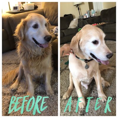 classy clips pet grooming