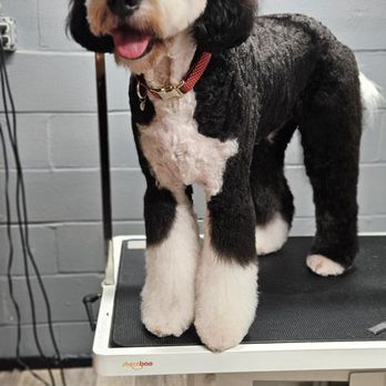 Hope Grooming - my lovely clients - Pet Groomers Near Me - Springfield, Virginia Hope Grooming - my lovely clients - Pet Groomers Near Me - Springfield, Virginia