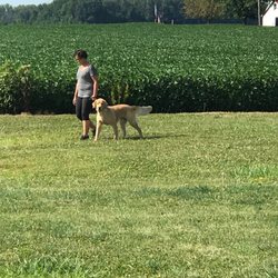Dayton Dog Trainer