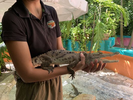 Croco Cun Zoo by null