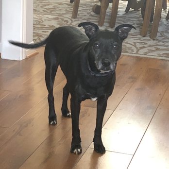 Montgomery County Animal Shelter - My dog - Animal Shelters Near Me - Conroe, Texas