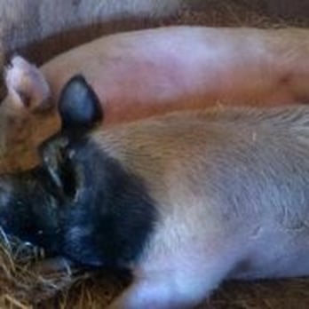 Farm Sanctuary - Animal Shelters Near Me - Acton, California Farm Sanctuary - Animal Shelters Near Me - Acton, California