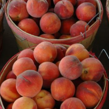 Clark Family Orchards - Clark Family Orchards - Palisade, CO - Farmers Market Near Me - Palisade, Colorado