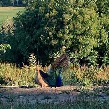 Spotted Duck - Alejandro! - Ice Cream & Frozen Yogurt Near Me - Penn Yan, New York Spotted Duck - Alejandro! - Ice Cream & Frozen Yogurt Near Me - Penn Yan, New York