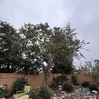 Master Tree Services - After - Tree Services Near Me Master Tree Services - After - Tree Services Near Me
