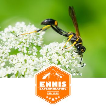 Ennis Exterminating - Pest Control Near Me - Brooks, Georgia Ennis Exterminating - Pest Control Near Me - Brooks, Georgia