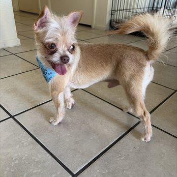 Doggie Do - Kelvin did his thing!! And couldn't be proud of it well worth the money - Pet Groomers Near Me - Las Vegas, Nevada