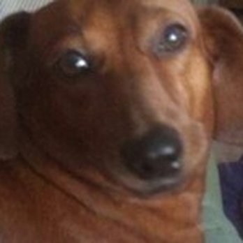 Your Pet Nanny Annie - Pet Sitting Near Me - San Diego, California Your Pet Nanny Annie - Pet Sitting Near Me - San Diego, California