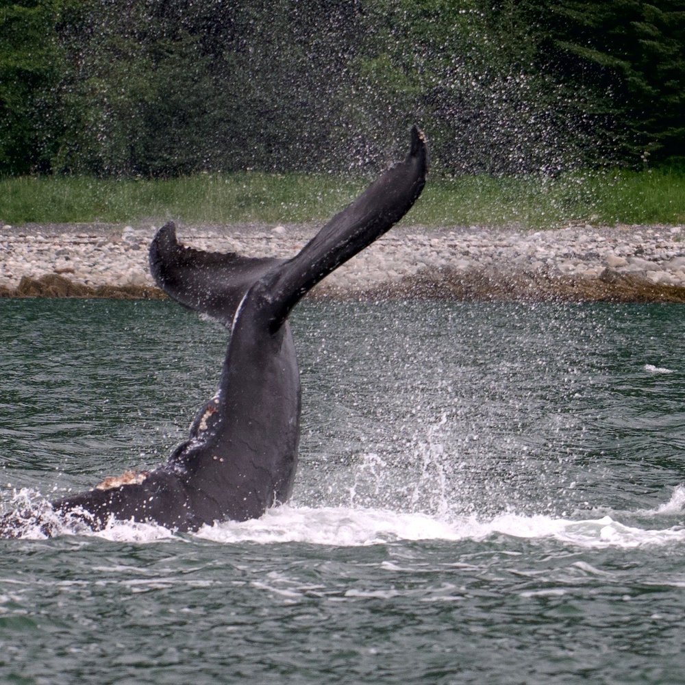 Alaska Sea to Shore - Whale Watching Tours Near Me - Juneau, Alaska