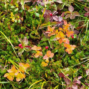 Flattop Mountain Trail - Beautiful foliage - Hiking Near Me - Anchorage, Alaska