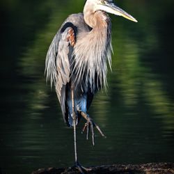 Huntley Meadows Park - Great Blue Heron