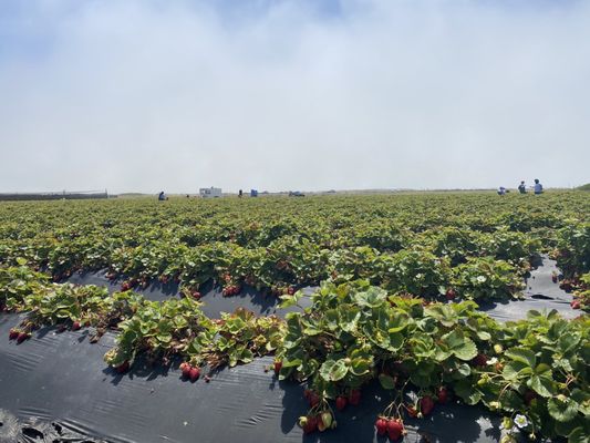 Swanton Berry Farm by null
