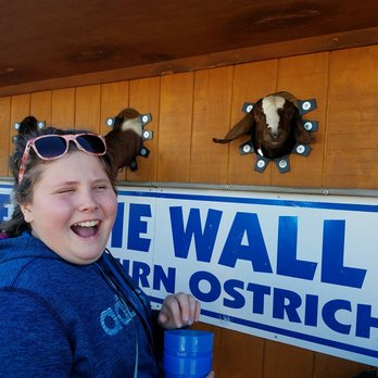Rooster Cogburn Ostrich Ranch - Goat wall...lol! - Petting Zoos Near Me - Picacho, Arizona Rooster Cogburn Ostrich Ranch - Goat wall...lol! - Petting Zoos Near Me - Picacho, Arizona