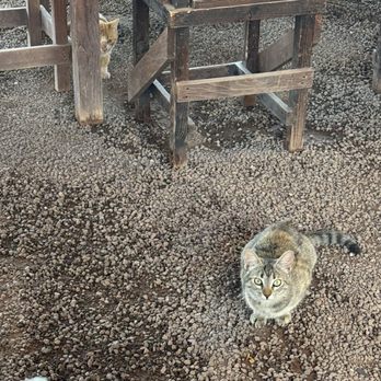 beuna vida - Resident cats - Mexican Near Me - Loreto, BCS