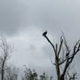Photo of The Last Wilderness Swamp Tour