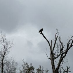 The Last Wilderness Swamp Tour