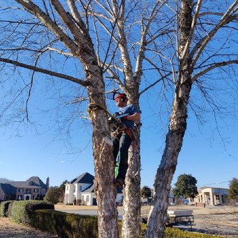 Tree Commander - Much higher and I might get nervous!  lol - Tree Services Near Me