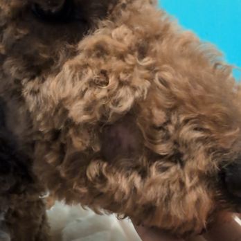 Petco - January haircut (first haircut) - Pet Training Near Me - Colorado Springs, Colorado