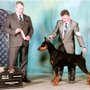 Photo of About A Dog