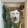 Photo of A Pet's Rainbow Bridge