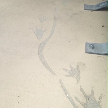 Big Cypress National Preserve - Tracks of gators ;) - Parks Near Me - Ochopee, Florida