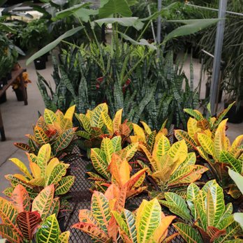 Plantkeeper - Crotons for color! - Nurseries & Gardening Near Me - Dallas, Texas Plantkeeper - Crotons for color! - Nurseries & Gardening Near Me - Dallas, Texas