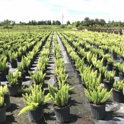 Tadala's Nursery