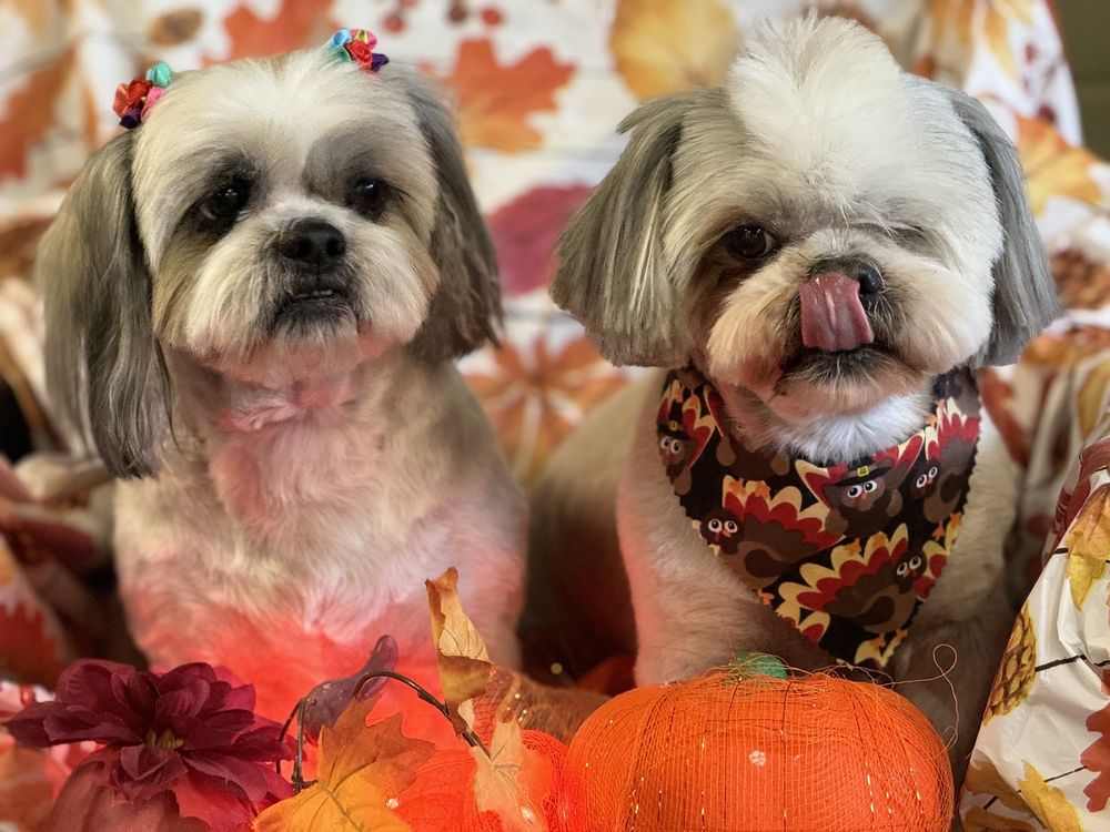 EZ DOG WASH Updated October 2024 232 Photos & 237 Reviews 1315 E