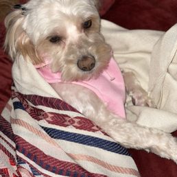 My little girl is a cockapoo, and he did her teddy bear was short on her hair. I'd love his grooming