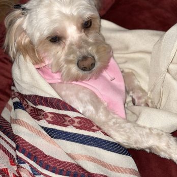 Mutts & Pups Grooming - My little girl is a cockapoo, and he did her teddy bear was short on her hair. I'd love his grooming - Pet Groomers Near Me - Fontana, California