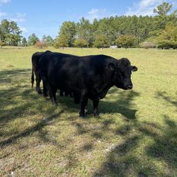 Hometown Harvest - Bull