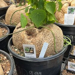 Phoenix Perennials - Mountain turtle plant !