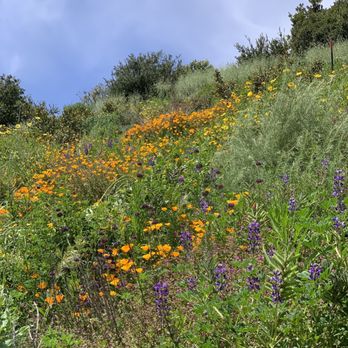 Buck Gully Reserve - Hiking Near Me - Newport Coast, California Buck Gully Reserve - Hiking Near Me - Newport Coast, California