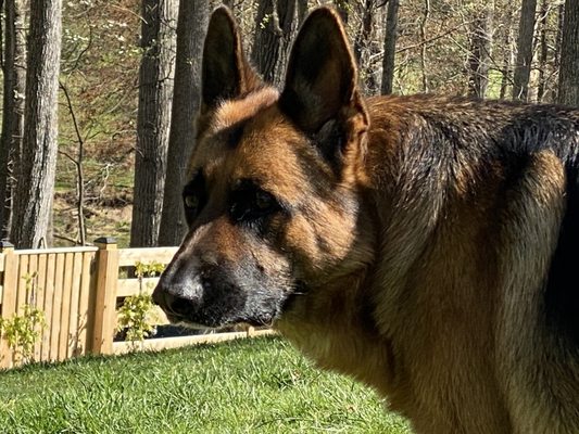 shiraz german shepherds