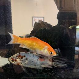 $15 Shubunkin/$15 Goldfish $15 Shubunkin/$15 Goldfish