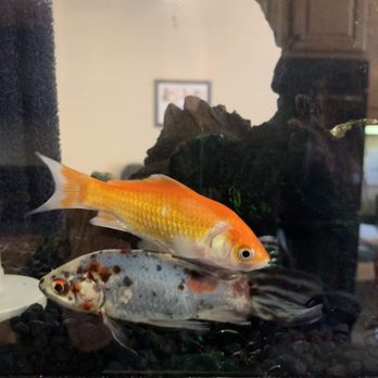 Vienna Aquarium & Pets - $15 Shubunkin/$15 Goldfish - Aquariums Near Me - Leesburg, Virginia Vienna Aquarium & Pets - $15 Shubunkin/$15 Goldfish - Aquariums Near Me - Leesburg, Virginia