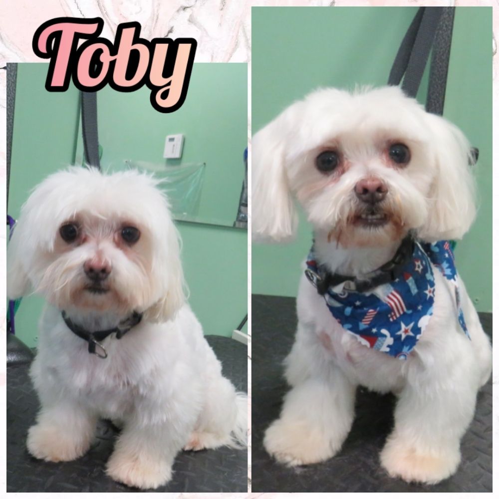 LUCKY PUPPY GROOMING Updated October 2024 69 Photos & 23 Reviews