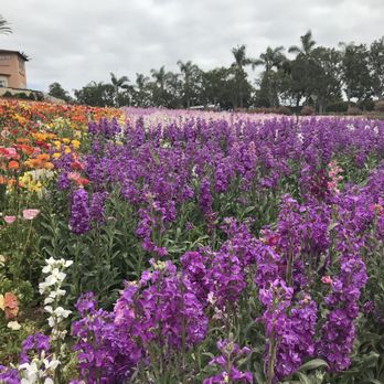 The Flower Fields - Venues & Event Spaces Near Me - Carlsbad, California The Flower Fields - Venues & Event Spaces Near Me - Carlsbad, California