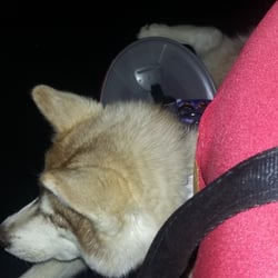 Fort Payne Cinemas - Was harassed over my service dog. Will not be returning. When asked if she was a service dog, I got a disbelieving look and rude words.