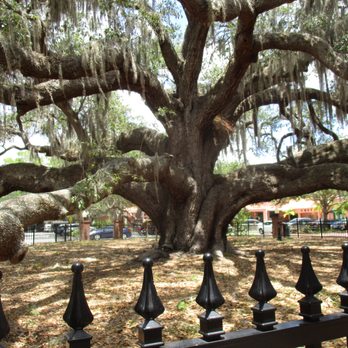 Baranoff Park - Baranoff Tree in the park - Parks Near Me - Safety Harbor, Florida