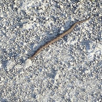 Sawgrass Trailhead at Atlantic Boulevard - Snakes - Hiking Near Me Sawgrass Trailhead at Atlantic Boulevard - Snakes - Hiking Near Me
