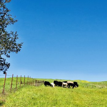 Wildcat Canyon Regional Park - Parks Near Me - Richmond, California Wildcat Canyon Regional Park - Parks Near Me - Richmond, California
