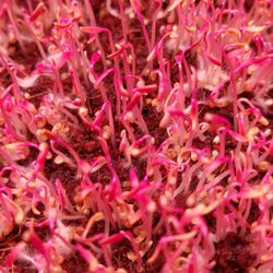 SunnySide Microgreens