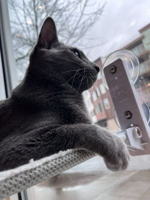 Seattle Meowtropolitan by null