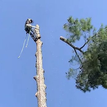 Infinity Tree Service - Tree Services Near Me Infinity Tree Service - Tree Services Near Me