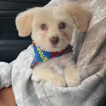 Shaggie Dog Salon - Fresh new cut with his adorable bandana! - Pet Groomers Near Me - Magnolia, Texas Shaggie Dog Salon - Fresh new cut with his adorable bandana! - Pet Groomers Near Me - Magnolia, Texas