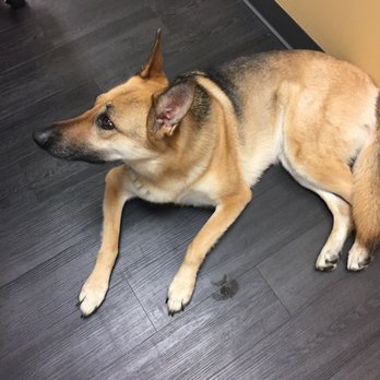 InFocus Urgent Care - Our therapy dog, Stella! - Urgent Care Near Me - West Windsor Township, New Jersey InFocus Urgent Care - Our therapy dog, Stella! - Urgent Care Near Me - West Windsor Township, New Jersey