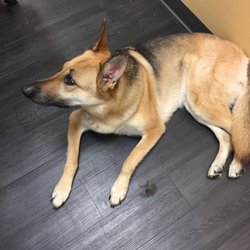 InFocus Urgent Care - Our therapy dog, Stella!