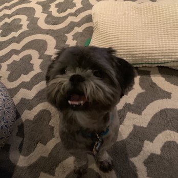 multipet monkey dog toy